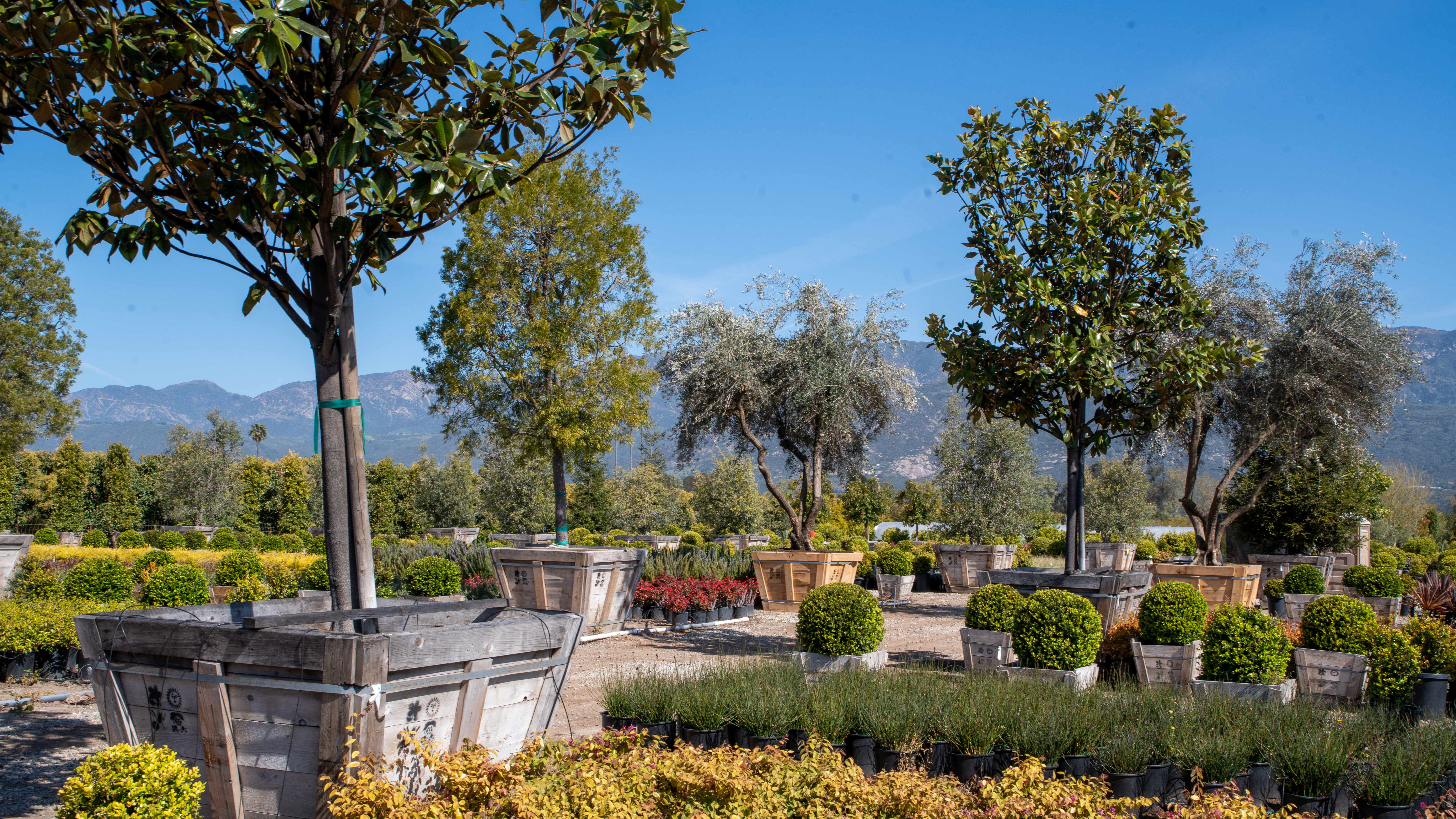 trees and plants available at Norman's Nursery
